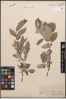 Foto von Salix caprea L. x Salix lapponum L.